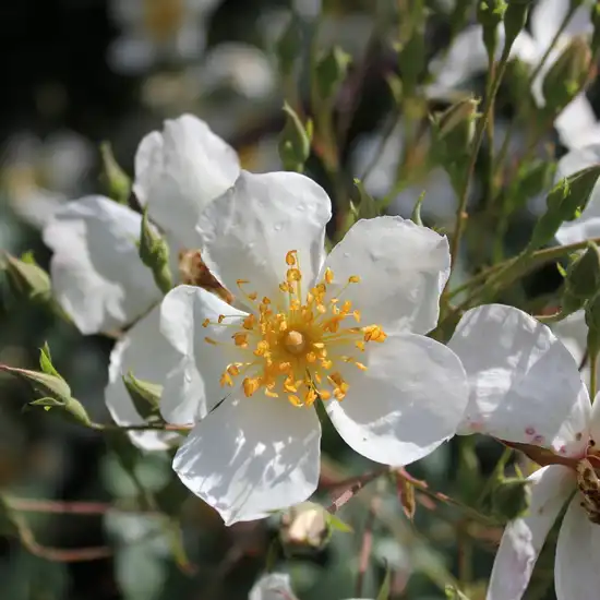 Rosa Kiftsgate - alb - trandafiri târâtori și cățărători, Rambler